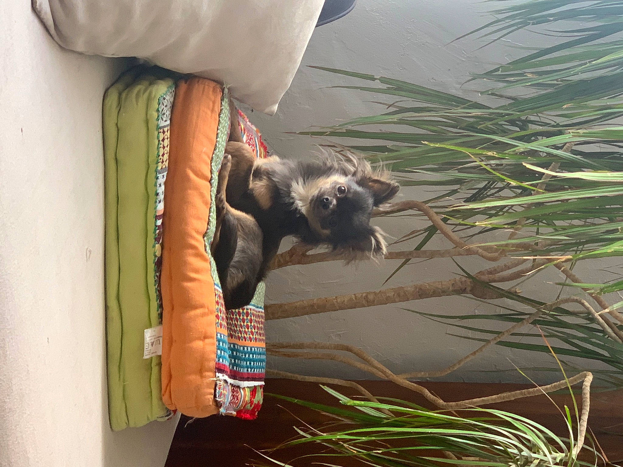 Trezor a rejoint le concours — aidez-le/la à gagner de superbes lots ! arecales, canidae, carnivore, cat, companion_dog, domestic_short_haired_cat, fawn, felidae, fur, grass, human_leg, palm_tree, plant, small_to_medium_sized_cats, tail, whiskers, wildlife