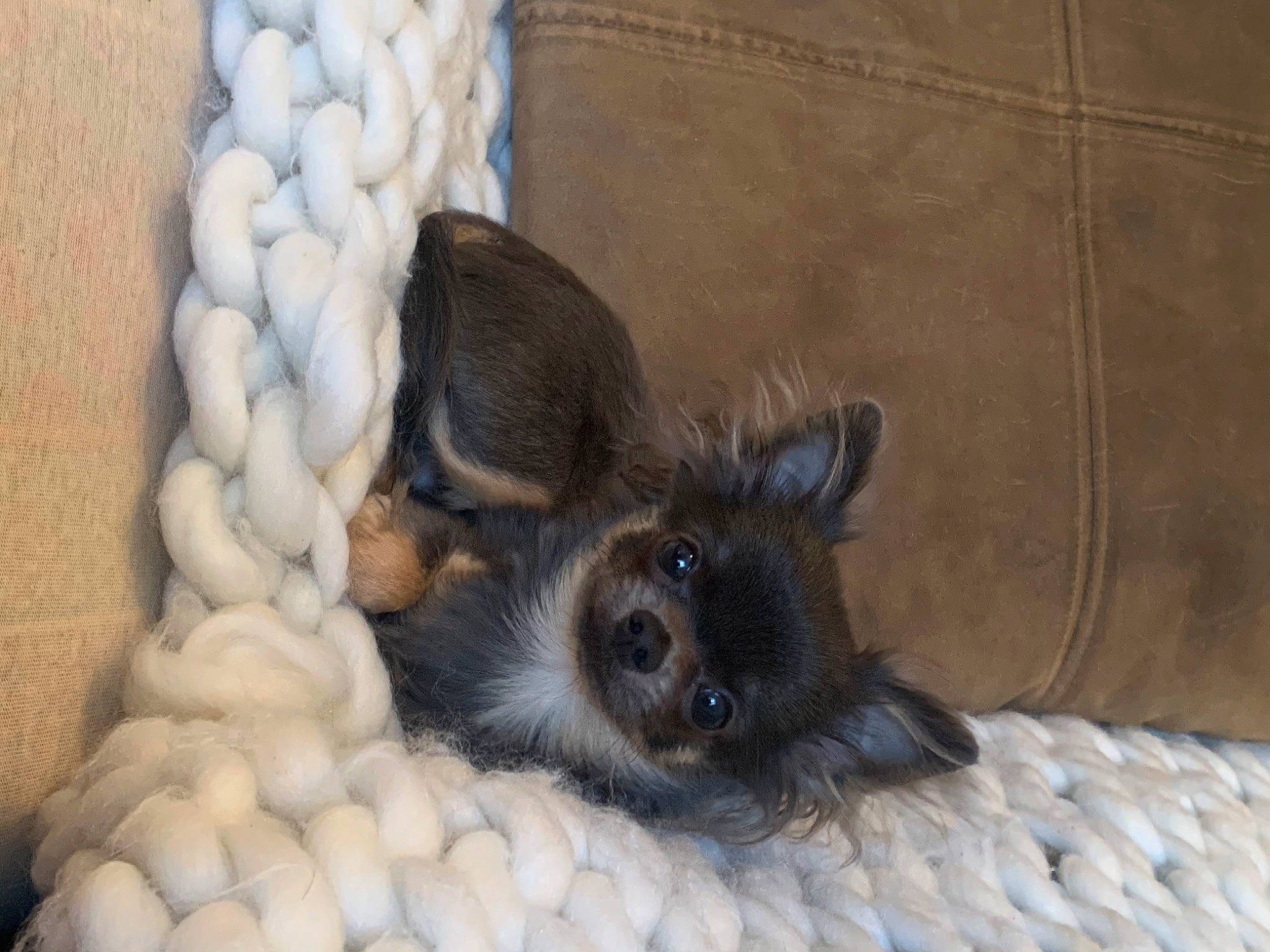 Trezor a rejoint le concours — aidez-le/la à gagner de superbes lots ! animal_feed, cage, cat_supply, claw, companion_dog, dog_breed, fawn, fur, paw, pet_food, pet_supply, rabbits_and_hares, rat, rodent, small_animal_food, snout, tail, terrestrial_animal, whiskers, wildlife