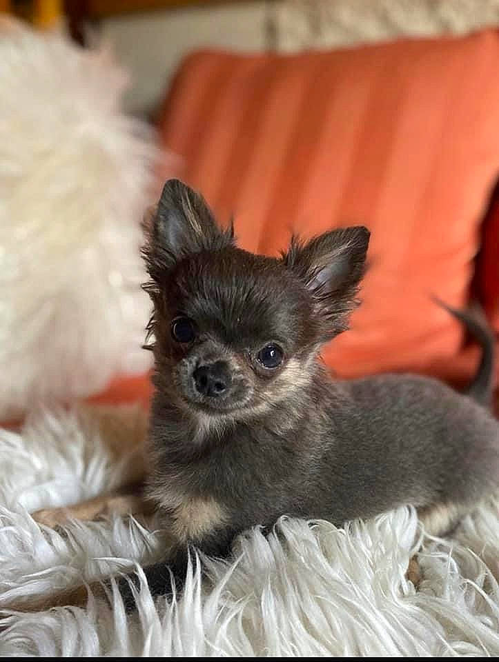 Trezor participe au concours pour gagner de l'argent avec cette photo : canidae, carnivore, chihuahua, comfort, companion_dog, dog, dog_breed, dog_supply, ear, fawn, fur, head, paw, small_terrier, snout, sporting_group, terrestrial_animal, toy_dog, whiskers, working_animal