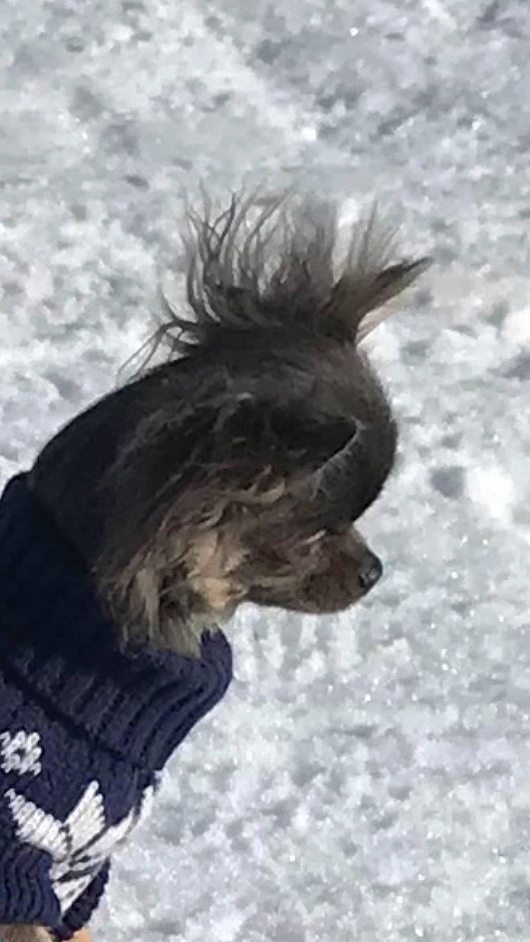 Trezor a rejoint le concours — aidez-le/la à gagner de superbes lots ! canidae, carnivore, companion_dog, dog, dog_breed, feather, freezing, fur, liver, playing_in_the_snow, sky, snout, snow, sporting_group, tail, terrestrial_animal, terrier, whiskers, wildlife, winter