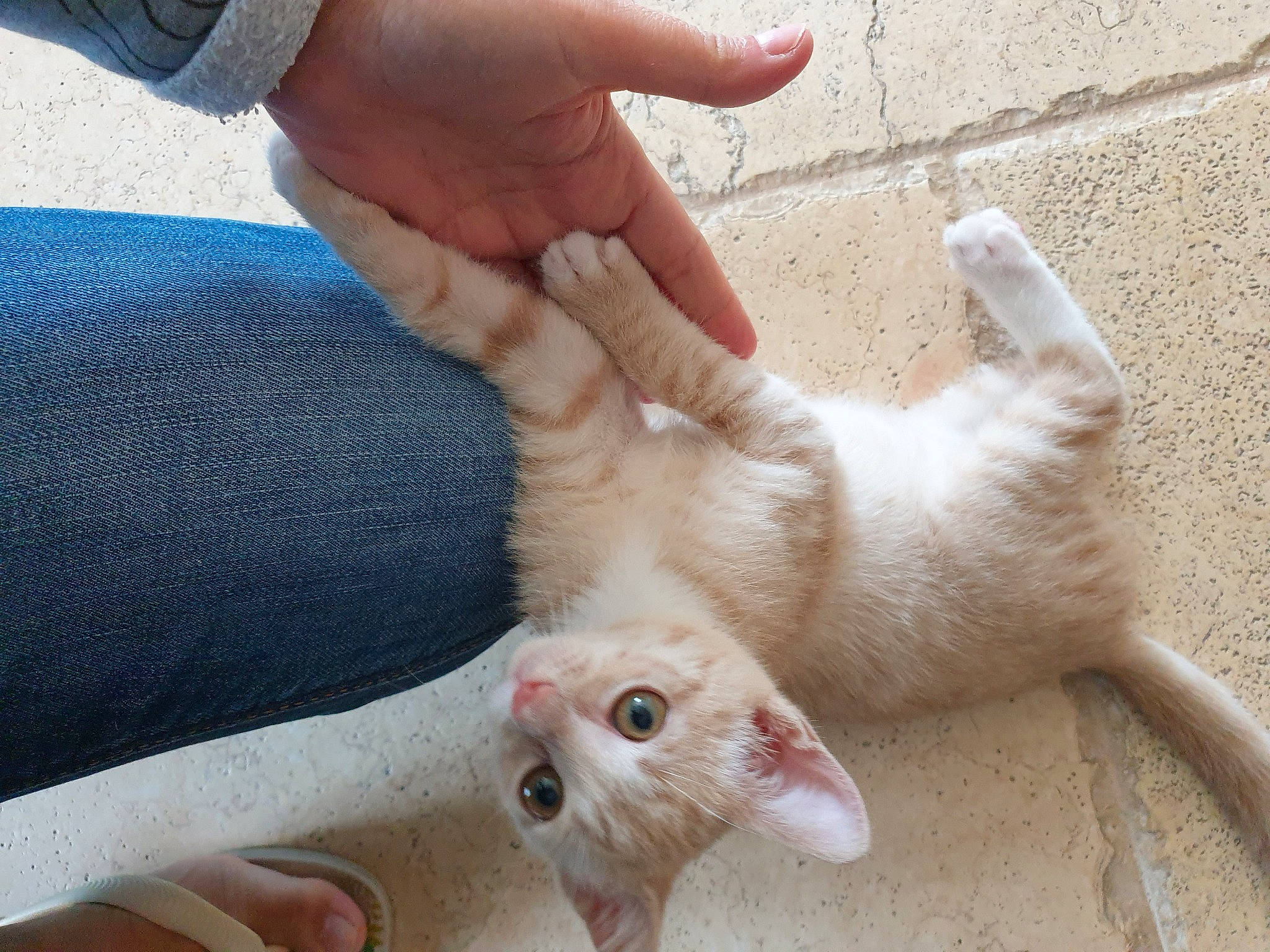 Iggy participe au concours pour gagner de l'argent avec cette photo : carnivore, cat, claw, comfort, domestic_short_haired_cat, fawn, felidae, finger, foot, fur, gesture, hand, nail, paw, small_to_medium_sized_cats, snout, tail, thumb, toe, whiskers