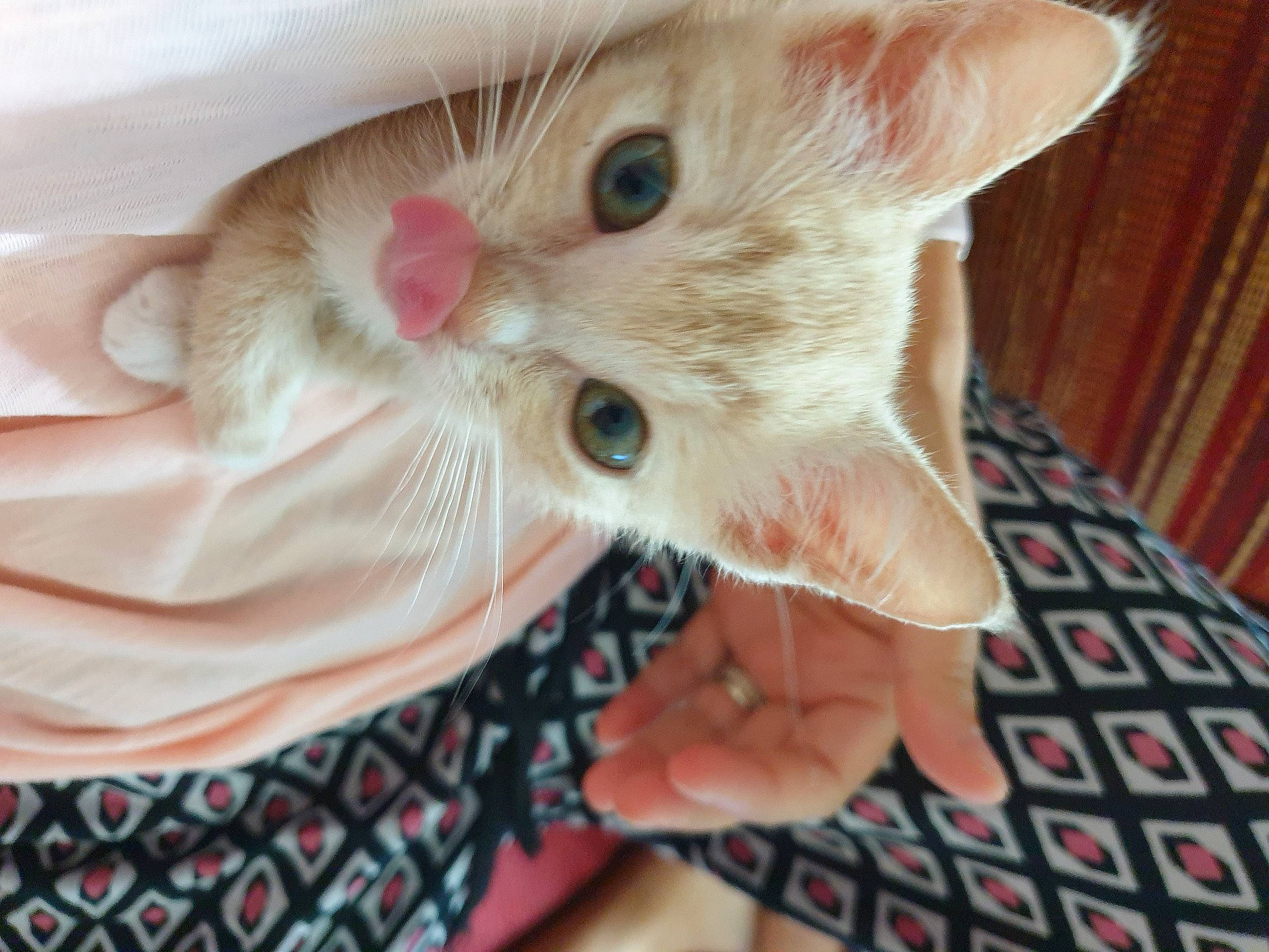 Iggy participe au concours pour gagner de l'argent avec cette photo : carnivore, cat, claw, comfort, domestic_short_haired_cat, ear, eye, fawn, felidae, finger, fur, gesture, hand, iris, nail, pattern, paw, small_to_medium_sized_cats, snout, whiskers