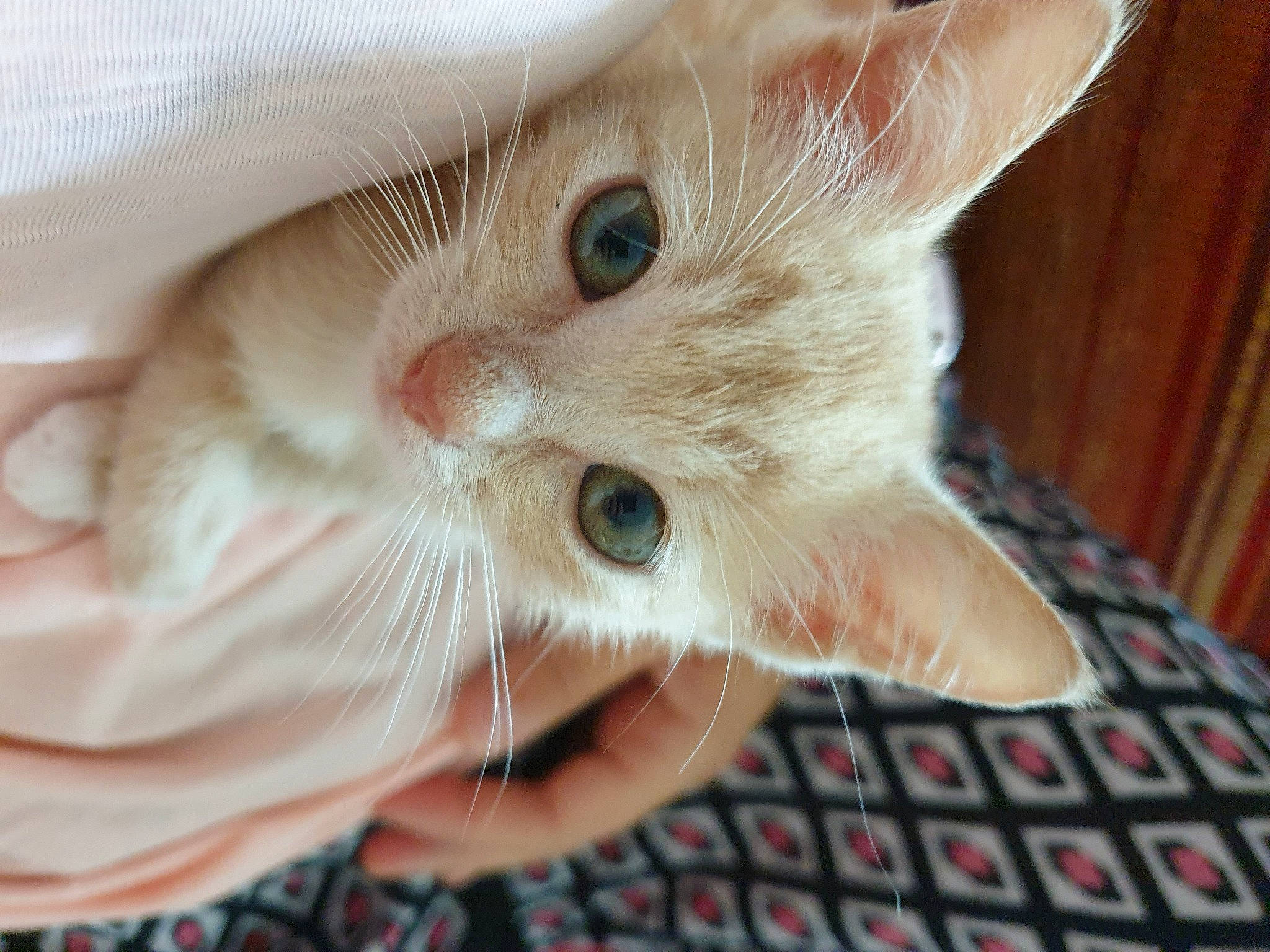 Iggy a rejoint le concours — aidez-le/la à gagner de superbes lots ! carnivore, cat, claw, comfort, domestic_short_haired_cat, ear, fawn, felidae, fur, iris, nail, pattern, paw, small_to_medium_sized_cats, snout, whiskers