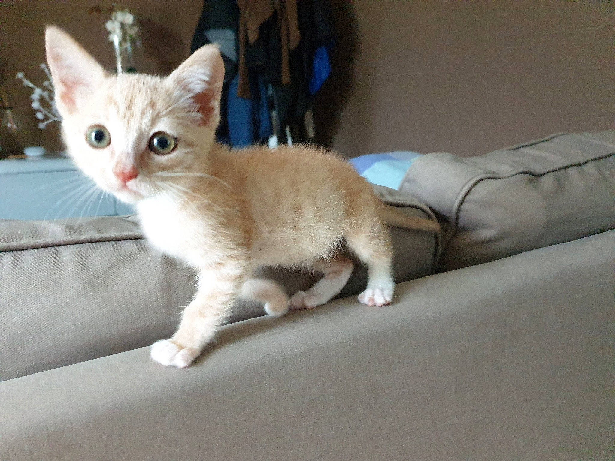 Iggy a rejoint le concours — aidez-le/la à gagner de superbes lots ! box, carnivore, cat, claw, comfort, couch, domestic_short_haired_cat, fawn, felidae, fur, paw, small_to_medium_sized_cats, snout, tail, whiskers, window