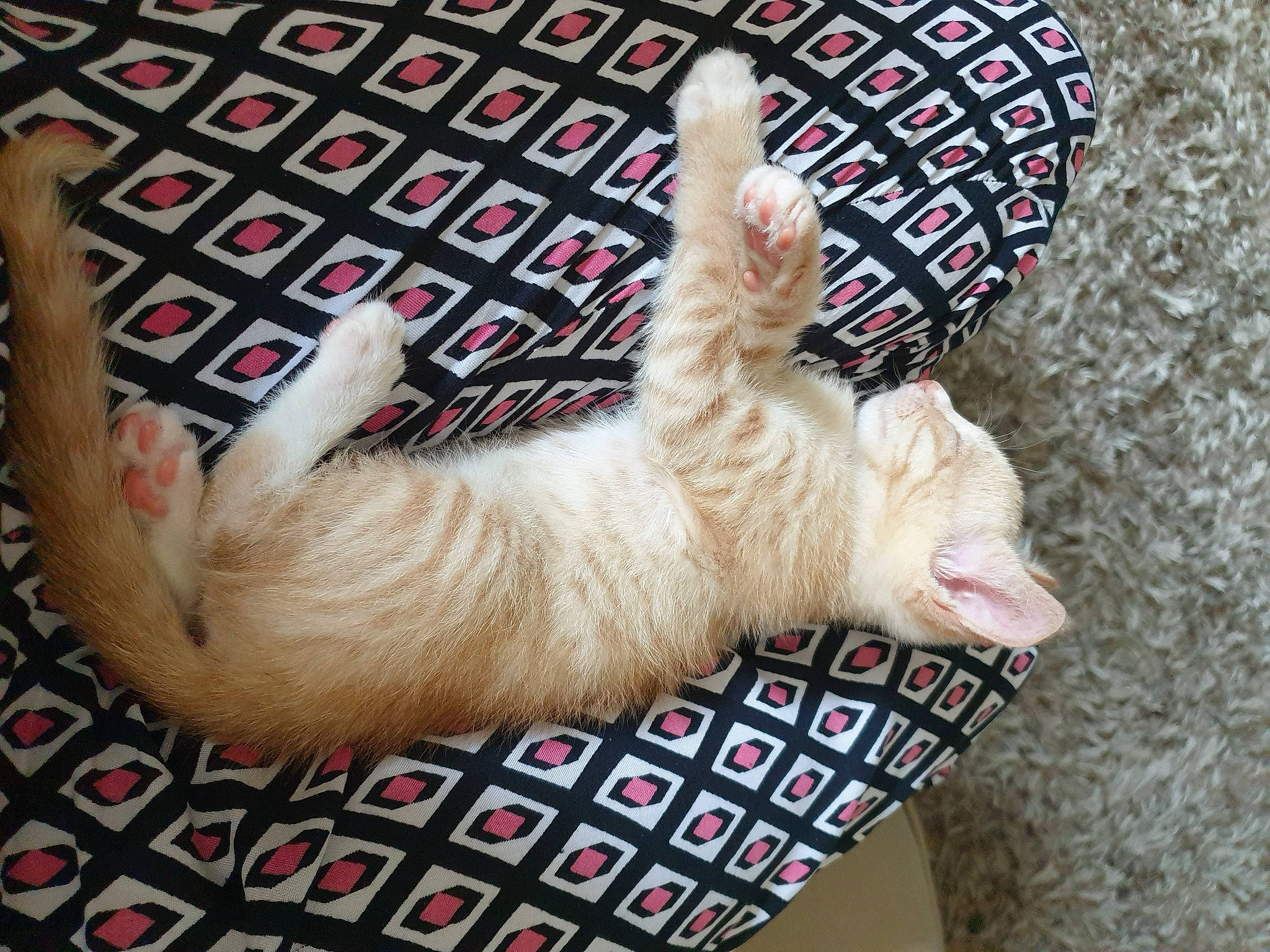 Iggy a rejoint le concours — aidez-le/la à gagner de superbes lots ! carnivore, cat, cat_supply, claw, comfort, domestic_short_haired_cat, fawn, felidae, foot, fur, mammal, nap, pattern, paw, small_to_medium_sized_cats, tail, textile, vertebrate, whiskers