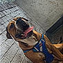 Bruno joined the competition — help win amazing prizes! dog, brown_dog, blue_harness, panting, tongue_out, brick_wall, outdoor, sky, clouds, trees, happy, pet, canine, sitting, closeup, fur, animal, playful, daylight, leash