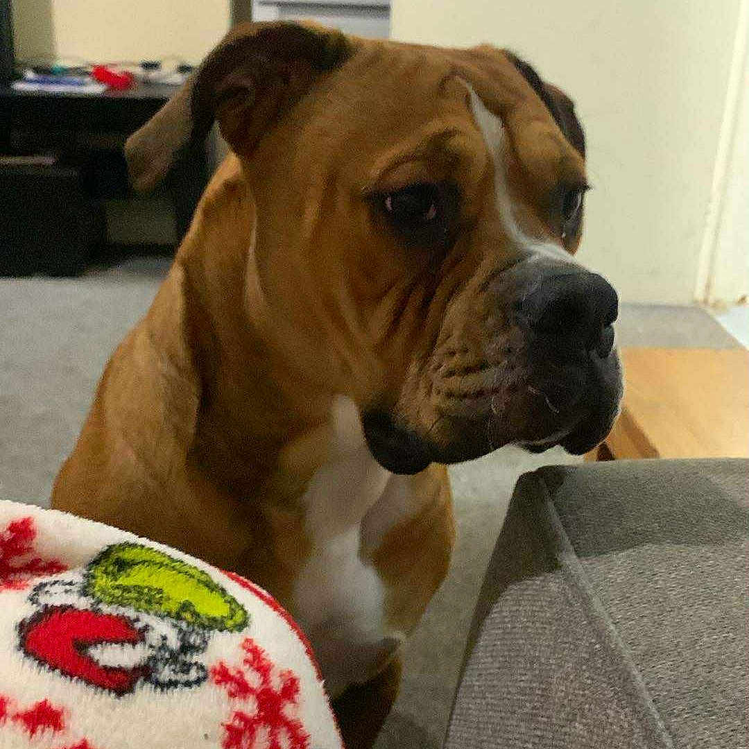 Bruno is registered to the contest to win money with this photo: animal, blanket, brown_dog, carpet, companion_animal, couch, cozy, curious, dog, domestic_dog, door, furniture, household, indoor, living_room, looking, mammal, pet, seated, side_view