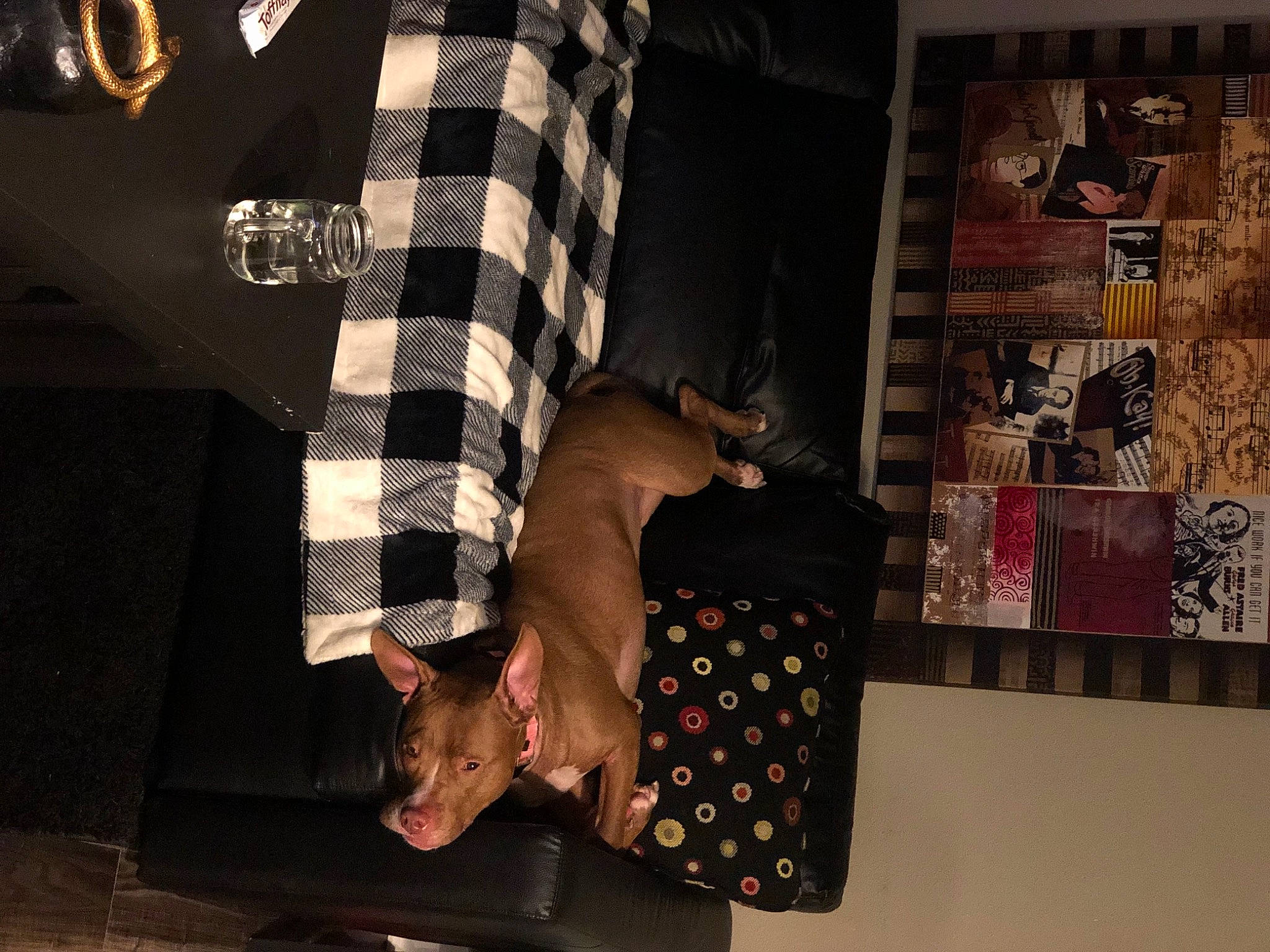 Shiva is registered to the contest to win money with this photo: art, black, couch, event, fashion, fashion_design, flag_of_the_united_states, flooring, fur, human_leg, interior_design, knee, linens, pattern, picture_frame, plaid, room, tartan, textile, wrist