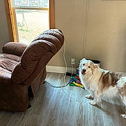 Chewy is registered to the contest to win money with this photo: dog, indoor, recliner, wooden_floor, window, natural_light, toy, pet, furniture, brown, white, tan, happy, curious, home, living_room, flooring, animal, canine, companion