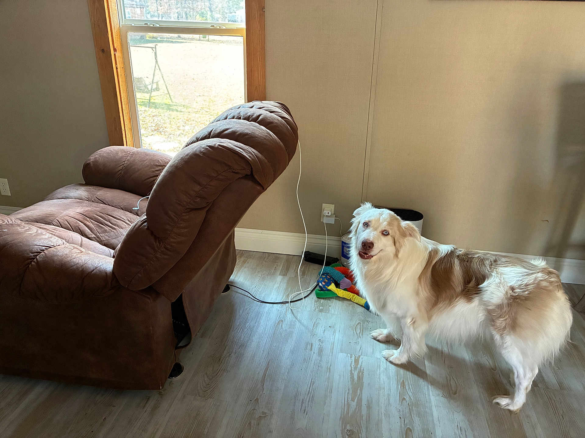 Chewy is registered to the contest to win money with this photo: dog, indoor, recliner, wooden_floor, window, natural_light, toy, pet, furniture, brown, white, tan, happy, curious, home, living_room, flooring, animal, canine, companion