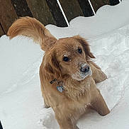 Goldy joined the competition — help win amazing prizes! dog, golden_retriever, snow, outdoor, pet, animal, winter, fur, tail, playful, cute, collar, snowflakes, wooden_fence, canine, mammal, nature, cold, daytime, fluffy