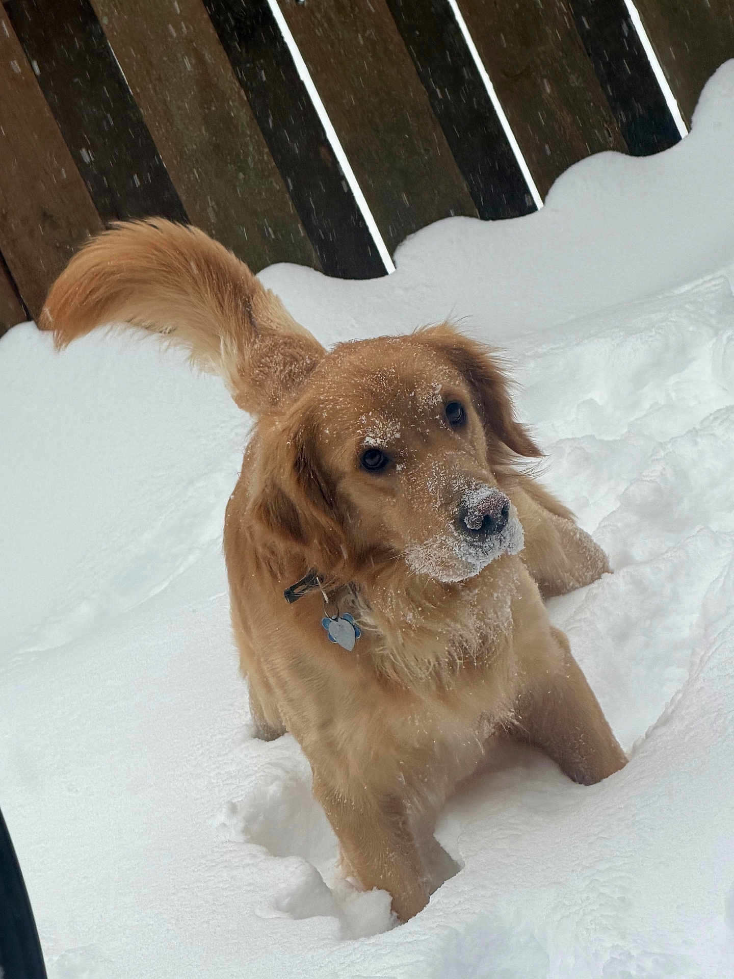 Goldy joined the competition — help win amazing prizes! dog, golden_retriever, snow, outdoor, pet, animal, winter, fur, tail, playful, cute, collar, snowflakes, wooden_fence, canine, mammal, nature, cold, daytime, fluffy