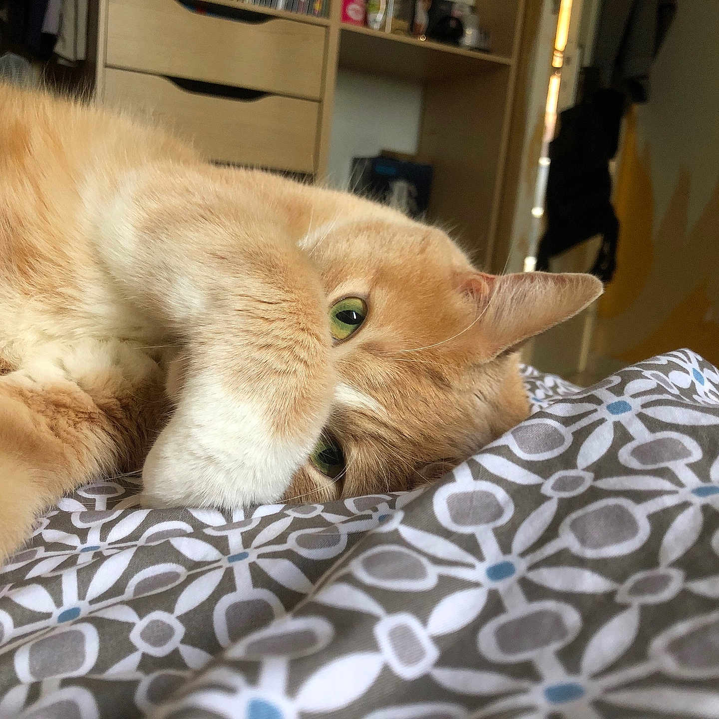 Chouf participe au concours pour gagner de l'argent avec cette photo : bedroom, blanket, cat, closeup, cozy, cute, feline, fur, ginger_cat, green_eyes, home, indoor, patterned_blanket, paw, pet, playful, relaxation, resting, soft_light, whiskers