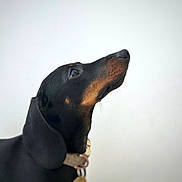 Aoste a rejoint le concours — aidez-le/la à gagner de superbes lots ! dog, dachshund, pet, animal, black, brown, collar, portrait, looking_up, side_view, domestic_animal, cute, short_hair, indoor, mammal, snout, ears, whiskers, focused, companion