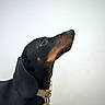 dog, dachshund, pet, animal, black, brown, collar, portrait, looking_up, side_view, domestic_animal, cute, short_hair, indoor, mammal, snout, ears, whiskers, focused, companion