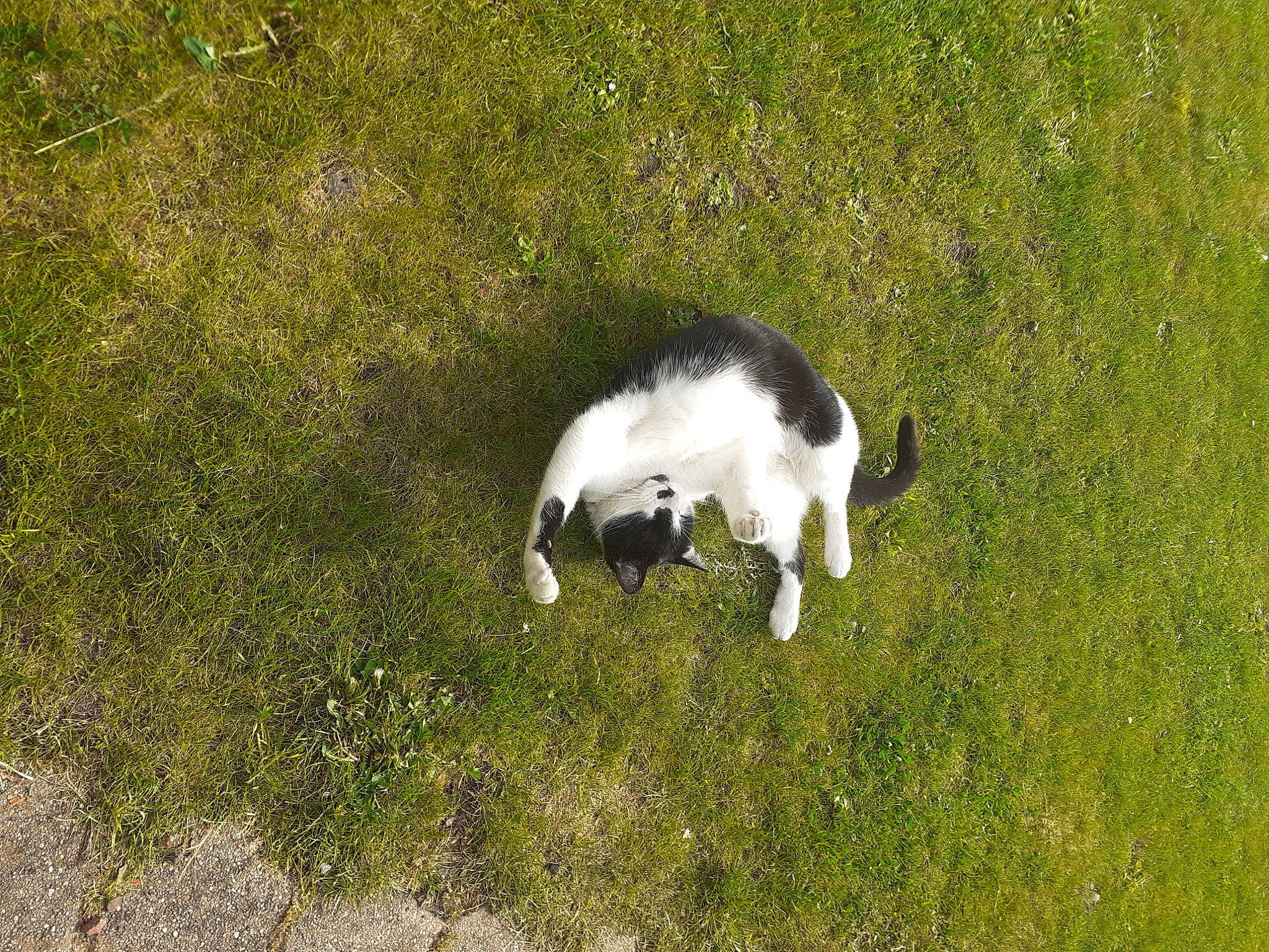 Simba participe au concours pour gagner de l'argent avec cette photo : canidae, carnivore, cat, companion_dog, dog_breed, felidae, fur, grass, grass_family, grassland, groundcover, lawn, pasture, plant, small_to_medium_sized_cats, snout, sporting_group, tail, terrestrial_animal, whiskers