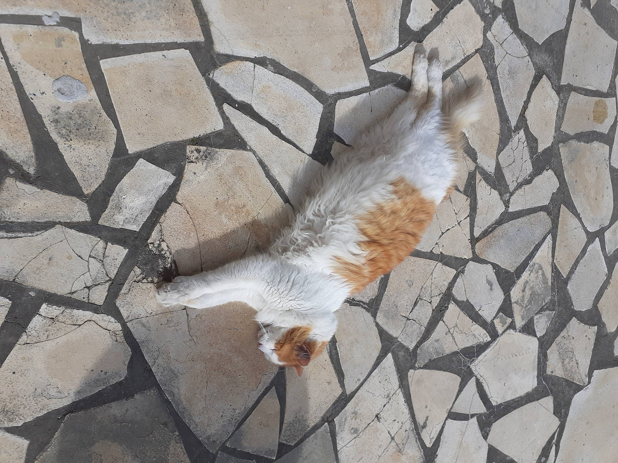 Simba participe au concours pour gagner de l'argent avec cette photo : asphalt, beak, brick, carnivore, cat, fawn, feather, felidae, flagstone, flooring, grey, plant, road_surface, small_to_medium_sized_cats, tail, terrestrial_animal, tree, twig, whiskers, wood