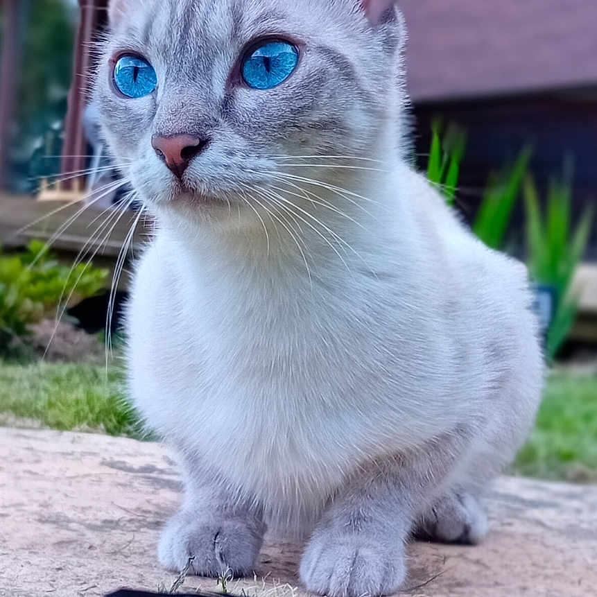 Zelda