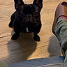 Zeke is registered to the contest to win money with this photo: animal, black_dog, companion, cozy, cute, dog, ear, floor, footwear, french_bulldog, human_leg, indoor, looking_up, pants, paw, pet, shadow, sitting, slipper, wooden_floor