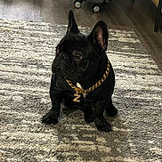 Zeke joined the competition — help win amazing prizes! accessory, animal, attentive, black_dog, carpet, cute, dog, domestic_animal, floor, french_bulldog, furniture, gold_chain, home, indoor, luggage, pet, portrait, shoes, sitting, sneakers
