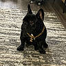 accessory, animal, attentive, black_dog, carpet, cute, dog, domestic_animal, floor, french_bulldog, furniture, gold_chain, home, indoor, luggage, pet, portrait, shoes, sitting, sneakers