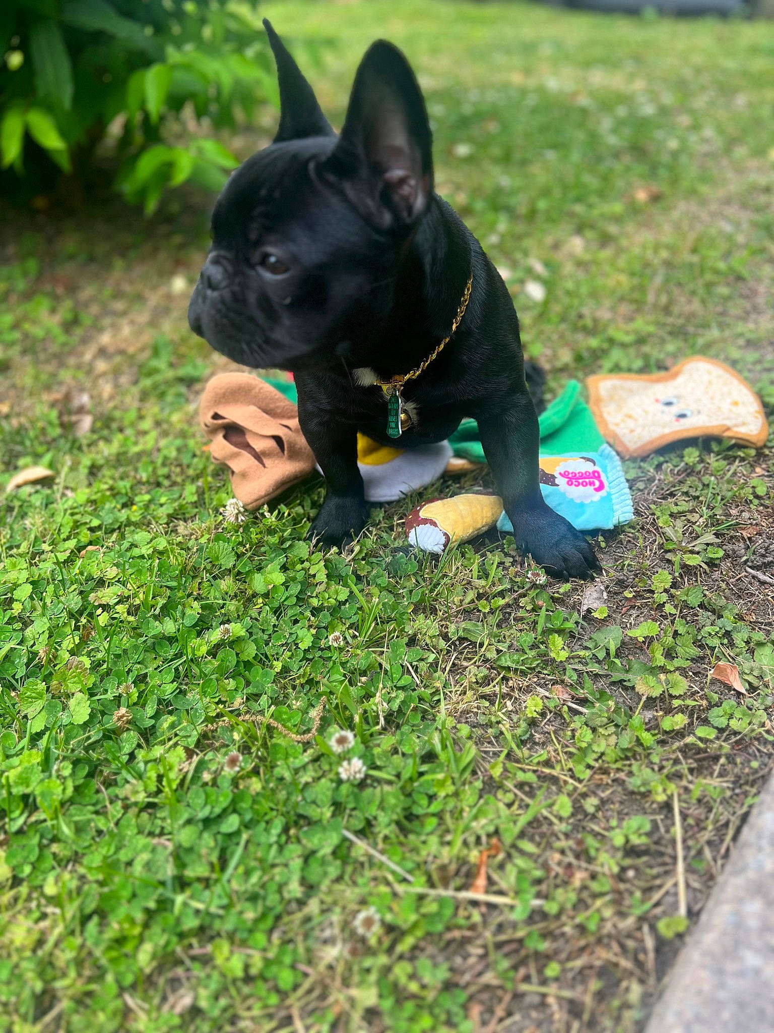 Zeke joined the competition — help win amazing prizes! bulldog, carnivore, collar, companion_dog, dog, dog_breed, fashion_accessory, fawn, grass, green, groundcover, lawn, leaf, plant, snout, sporting_group, tail, toy_dog, vertebrate, working_animal