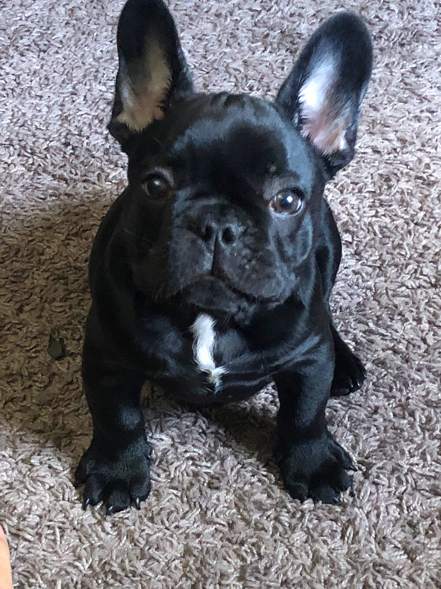 Zeke