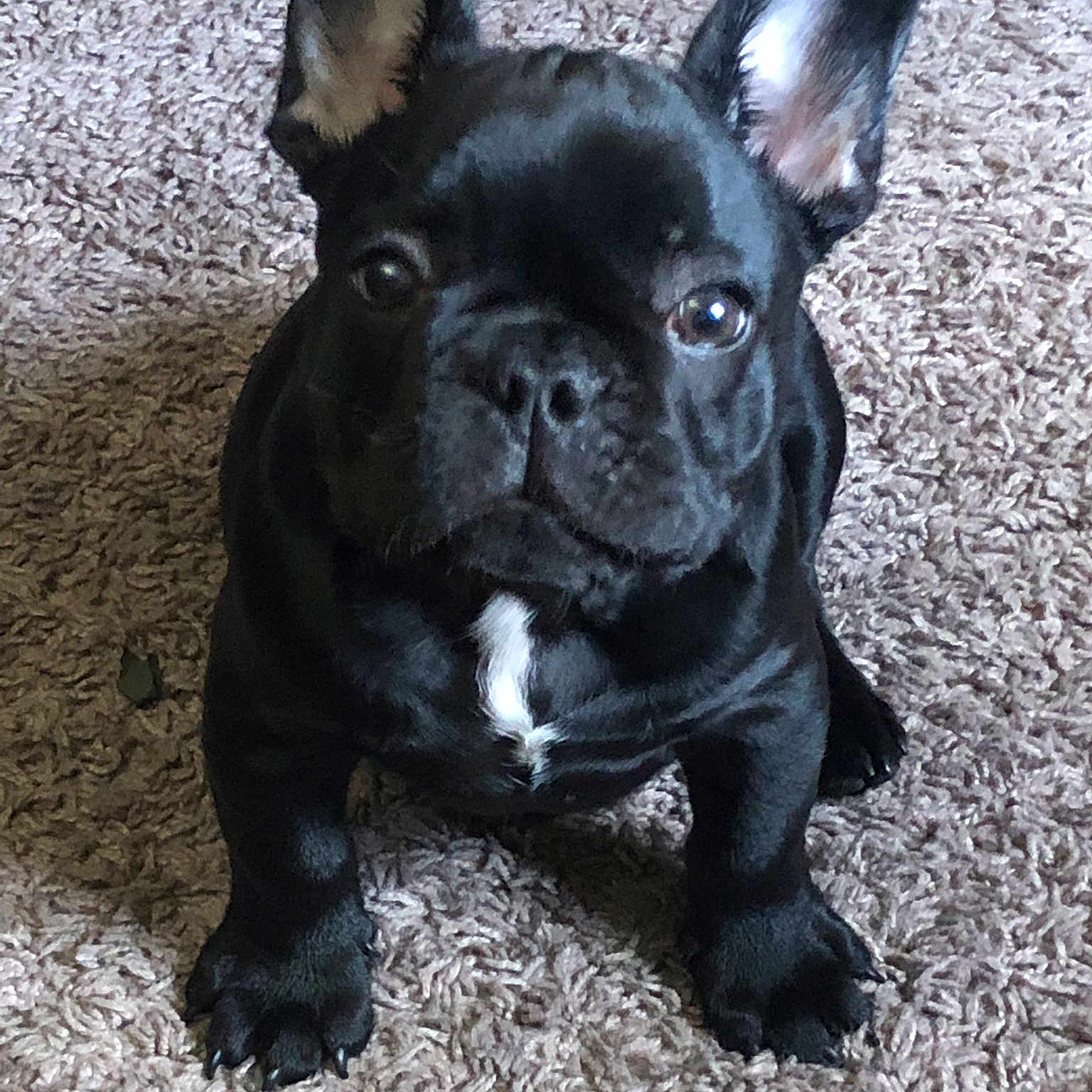 Zeke