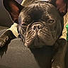 Zeke joined the competition — help win amazing prizes! animal, black_dog, close_up, companion, cozy, cute, dog, ears, face, french_bulldog, friend, fur, hoodie, indoors, paw, pet, portrait, relaxed, resting, sleepy