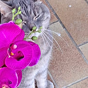 Haribo participe au concours pour gagner de l'argent avec cette photo : animal, cat, close_up, curious, cute, feline, floor_tiles, flower, gray_tabby, home, indoor, nature, orchid, paws, pet, plant, purple_flower, relaxed, sniffing, whiskers
