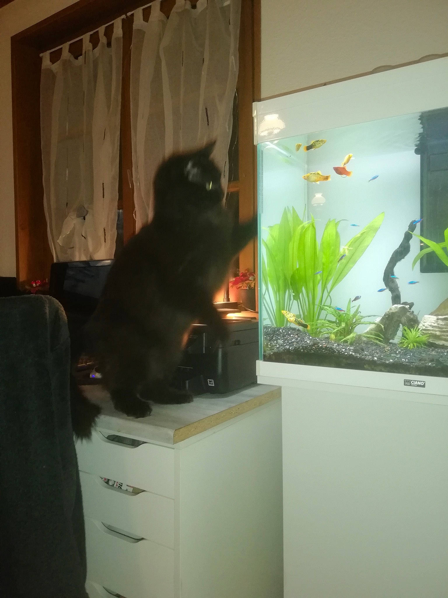 Banbang participe au concours pour gagner de l'argent avec cette photo : aquatic_plant, cabinetry, carnivore, cat, chair, curtain, domestic_short_haired_cat, drawer, felidae, glass, hardwood, interior_design, office_equipment, plant, rectangle, room, small_to_medium_sized_cats, tail, whiskers, wood