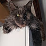 cat, gray_cat, fluffy, long_hair, maine_coon, feline, pet, animal, portrait, close_up, face, eyes, whiskers, ears, paws, fur, indoor, wood, hanging, dramatic