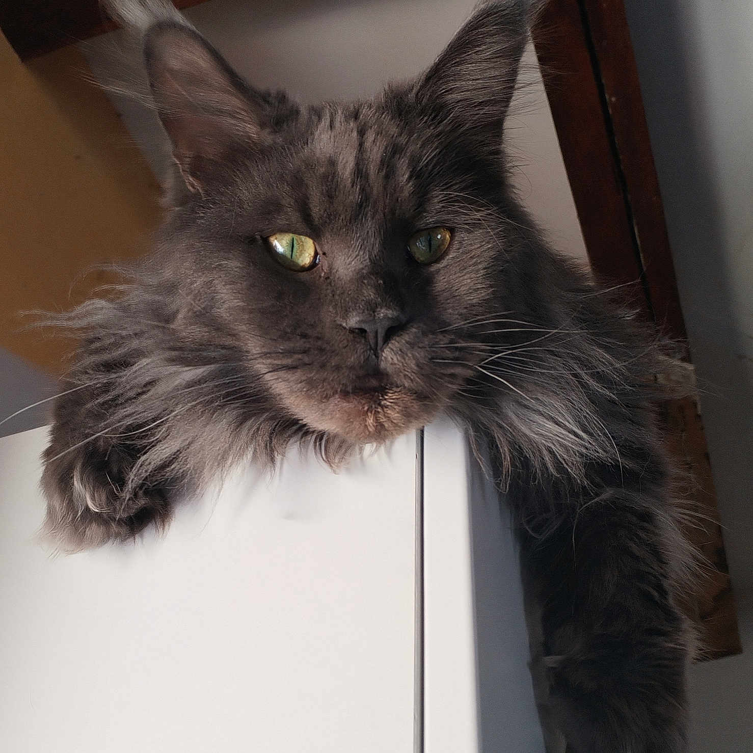 Zeus