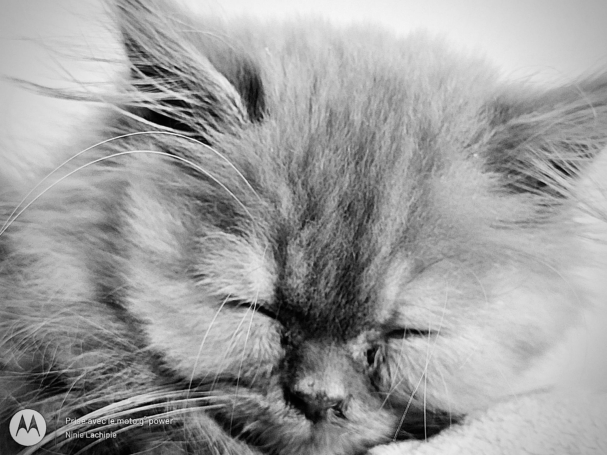 Tisha participe au concours pour gagner de l'argent avec cette photo : carnivore, cat, close_up, comfort, domestic_short_haired_cat, eye, felidae, fur, grey, hair, head, iris, monochrome, monochrome_photography, paw, sky, small_to_medium_sized_cats, snout, terrestrial_animal, whiskers