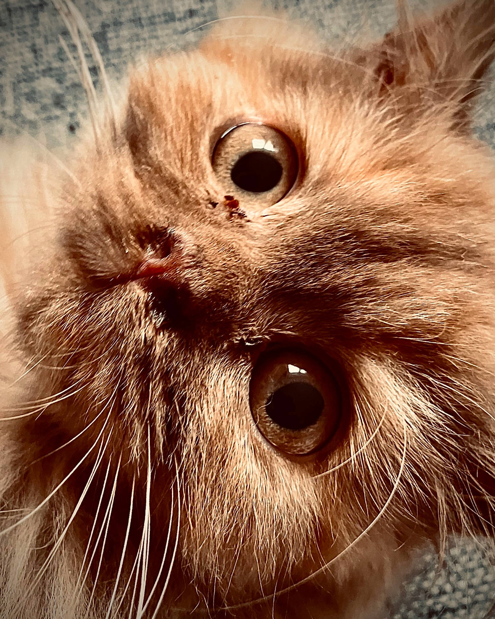 Tisha a rejoint le concours — aidez-le/la à gagner de superbes lots ! art, carnivore, cat, circle, close_up, curious, eyelash, fawn, felidae, fur, iris, macro_photography, monochrome, natural_material, photography, small_to_medium_sized_cats, snout, terrestrial_animal, whiskers, wildlife