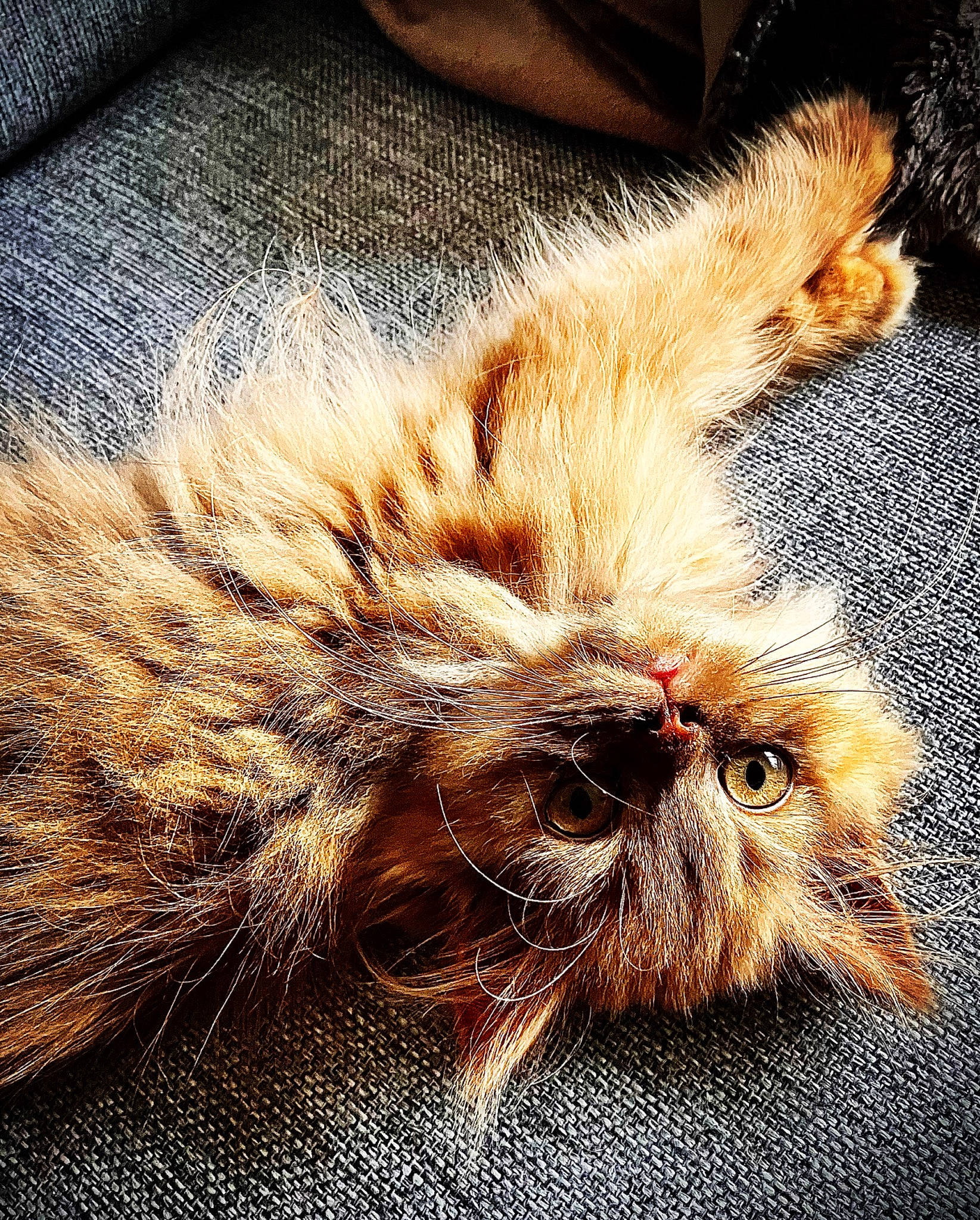 Tisha a rejoint le concours — aidez-le/la à gagner de superbes lots ! carnivore, cat, claw, close_up, comfort, domestic_short_haired_cat, fawn, felidae, fur, grass, nap, paw, sleep, small_to_medium_sized_cats, snout, tail, terrestrial_animal, whiskers, wildlife, wood