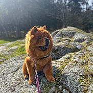 Smarties participe au concours pour gagner de l'argent avec cette photo : animal, brown, canine, chow_chow, collar, daylight, dog, fluffy, forest, grass, leash, moss, nature, outdoor, park, pet, rock, sitting, sunlight, trees