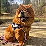 Smarties a rejoint le concours — aidez-le/la à gagner de superbes lots ! animal, blurred_background, brown_fur, canine, chow_chow, daylight, dog, fur, happy, harness, leash, nature, outdoor, pet, portrait, sitting, stone_surface, sunlight, tongue_out, tree