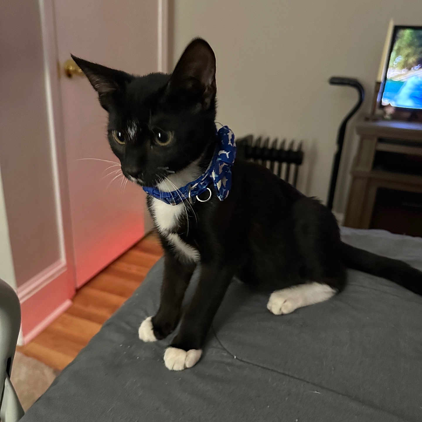 Charlie Halo joined the competition — help win amazing prizes! accessories, animal, architecture, building, cat, computerhardware, couch, electronics, furniture, hardware, hardwood, indoors, livingroom, monitor, pet, room, screen, strap, tv, wood