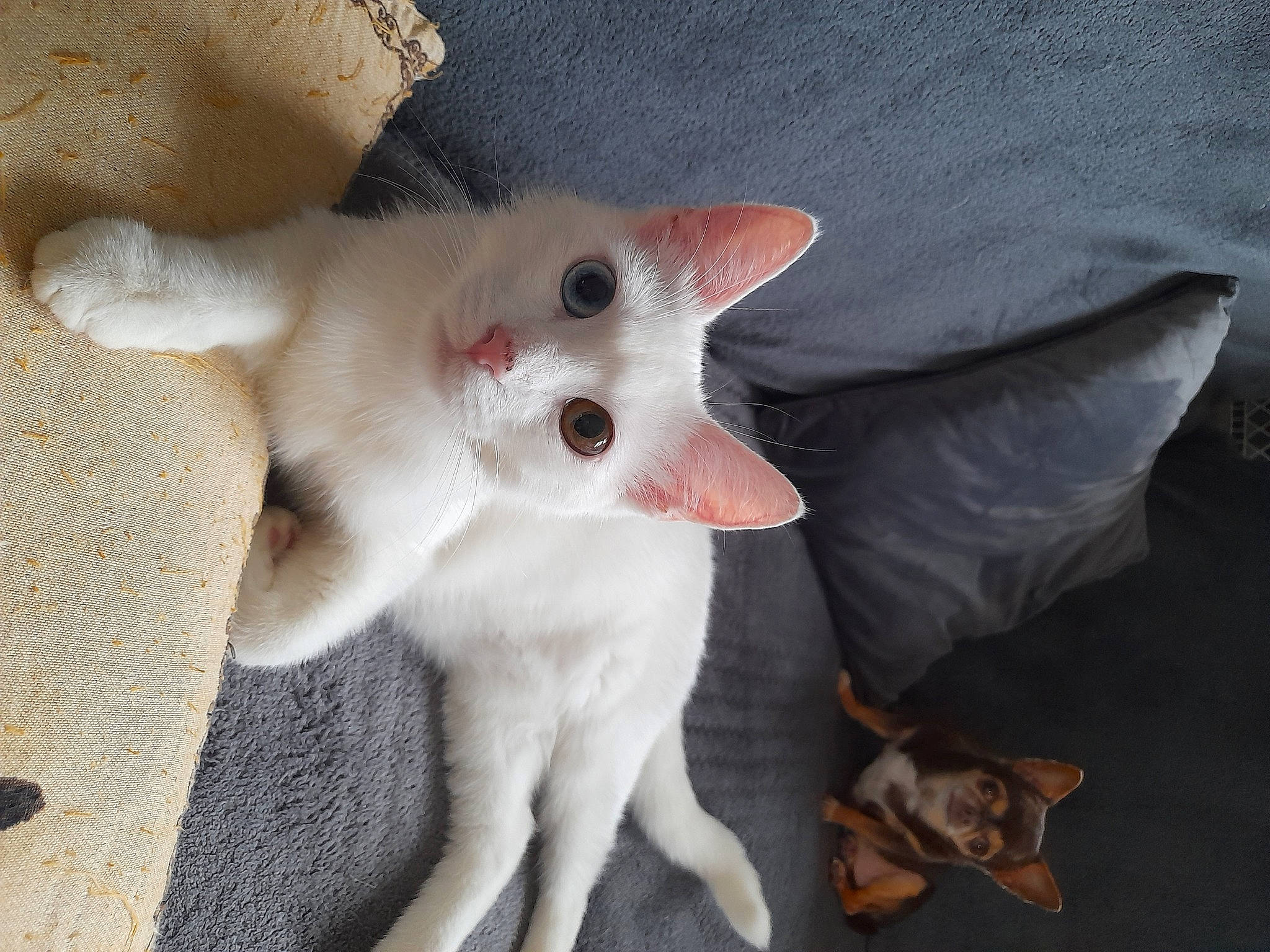 Guss participe au concours pour gagner de l'argent avec cette photo : balinese, carnivore, cat, claw, comfort, domestic_short_haired_cat, fawn, felidae, fur, paw, small_to_medium_sized_cats, snout, tail, whiskers