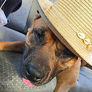 Uly participe au concours pour gagner de l'argent avec cette photo : dog, puppy, brown_dog, straw_hat, sunhat, pet, animal, face, snout, nose, tongue, sleepy, cute, portrait, closeup, couch, sofa, indoor, relaxed, funny