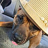 dog, puppy, brown_dog, straw_hat, sunhat, pet, animal, face, snout, nose, tongue, sleepy, cute, portrait, closeup, couch, sofa, indoor, relaxed, funny