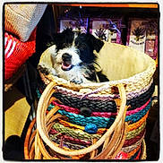 Poupette participe au concours pour gagner de l'argent avec cette photo :