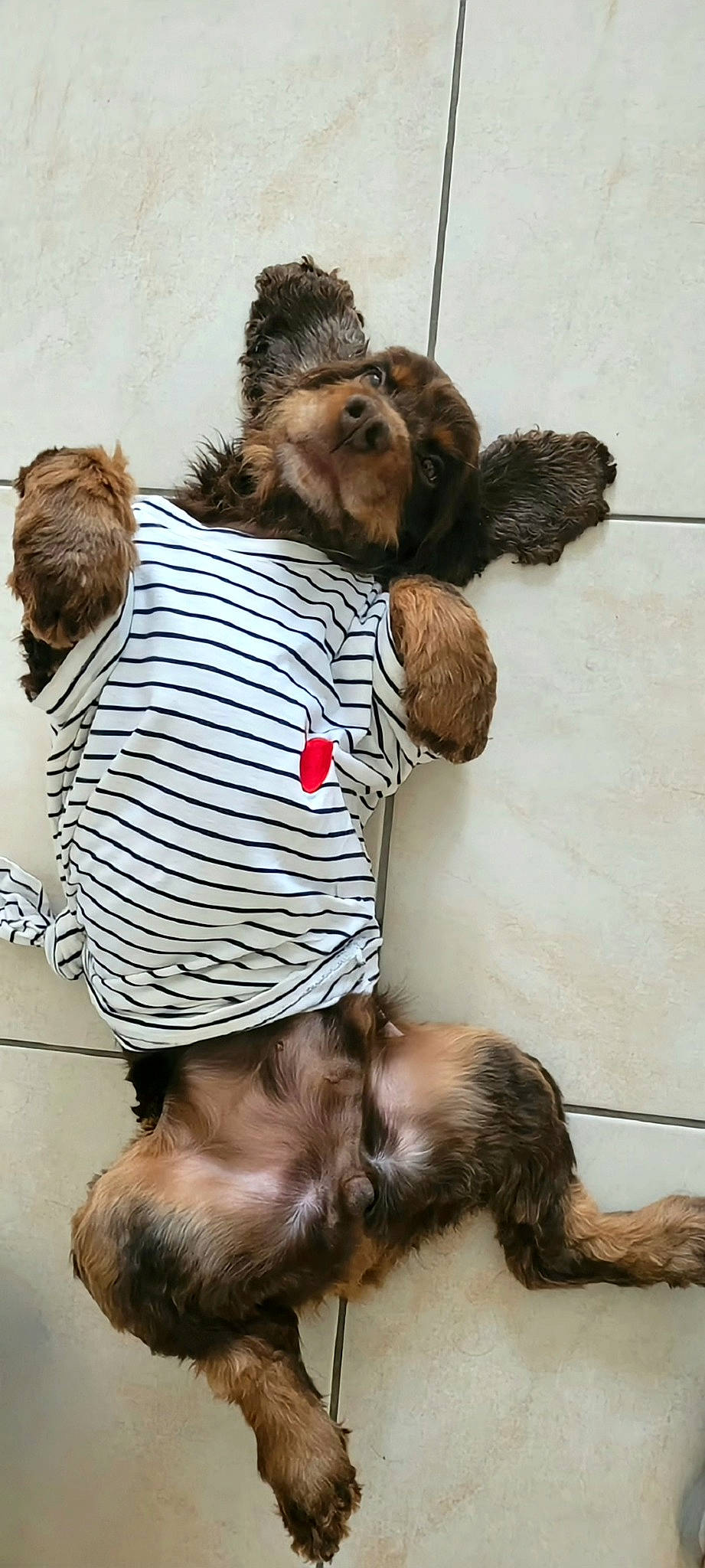 Olliver a rejoint le concours — aidez-le/la à gagner de superbes lots ! canidae, carnivore, child, companion_dog, dog, dog_breed, doll, fawn, felidae, fur, gesture, hairstyle, happy, mammal, small_to_medium_sized_cats, snout, sporting_group, tail, toy, vertebrate