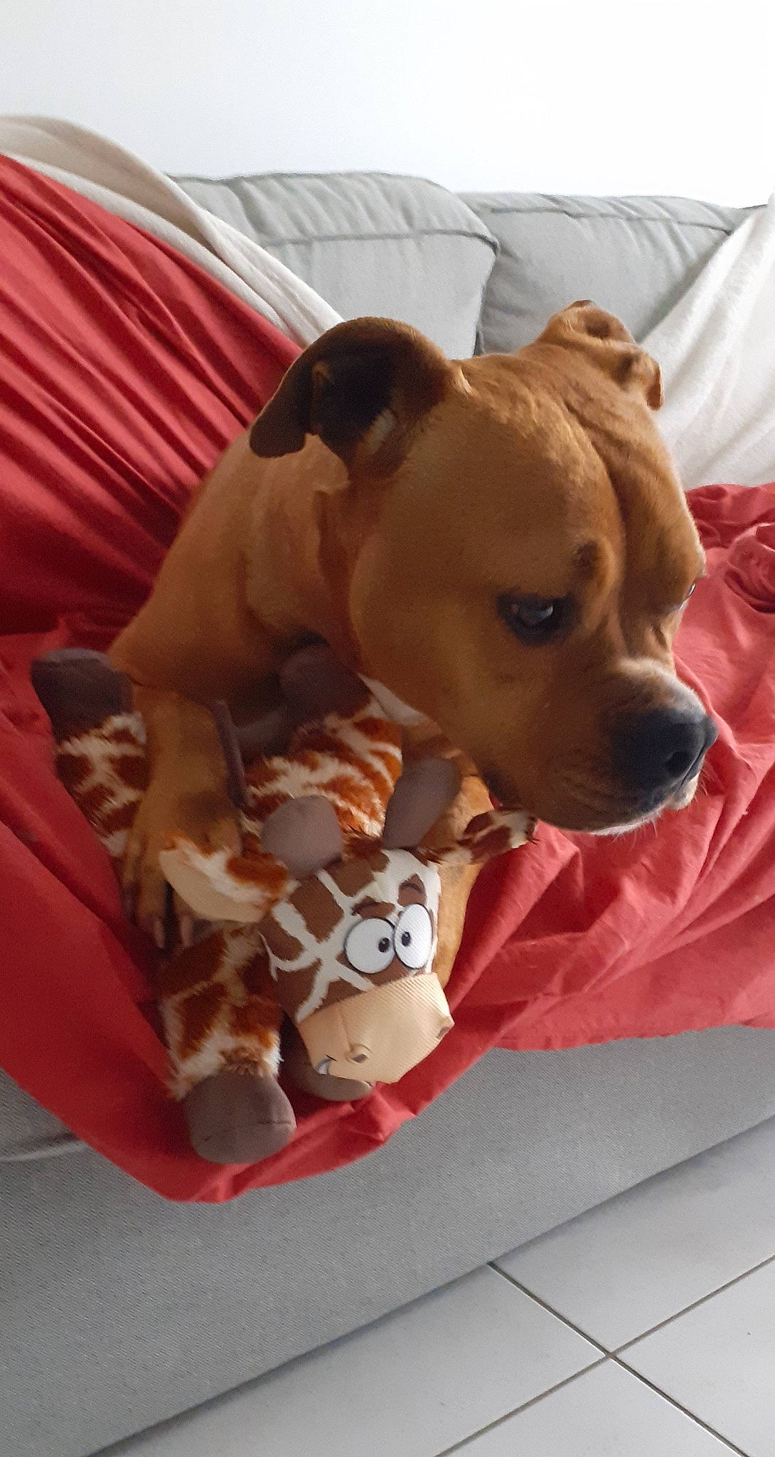 Tango a rejoint le concours — aidez-le/la à gagner de superbes lots ! ball, canidae, carnivore, collar, comfort, companion_dog, dog, dog_breed, dog_clothes, dog_collar, dog_supply, fawn, linens, non_sporting_group, pet_supply, puppy_love, snout, sporting_group, toy_dog, working_animal