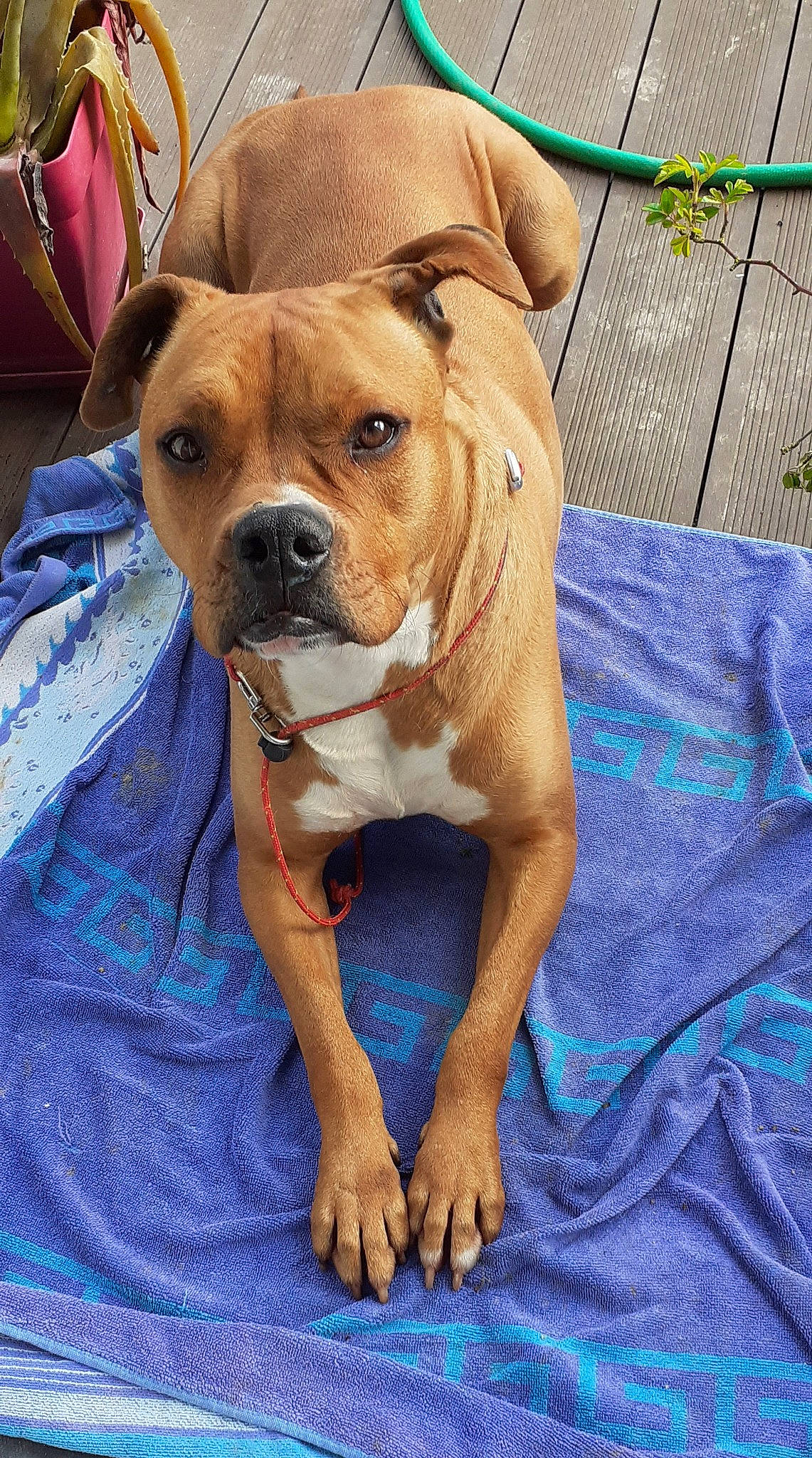 Tango participe au concours pour gagner de l'argent avec cette photo : blue, canidae, carnivore, collar, comfort, companion_dog, dog, dog_breed, dog_collar, dog_supply, electric_blue, fawn, pet_supply, smile, snout, sporting_group, whiskers, working_animal, working_dog, wrinkle