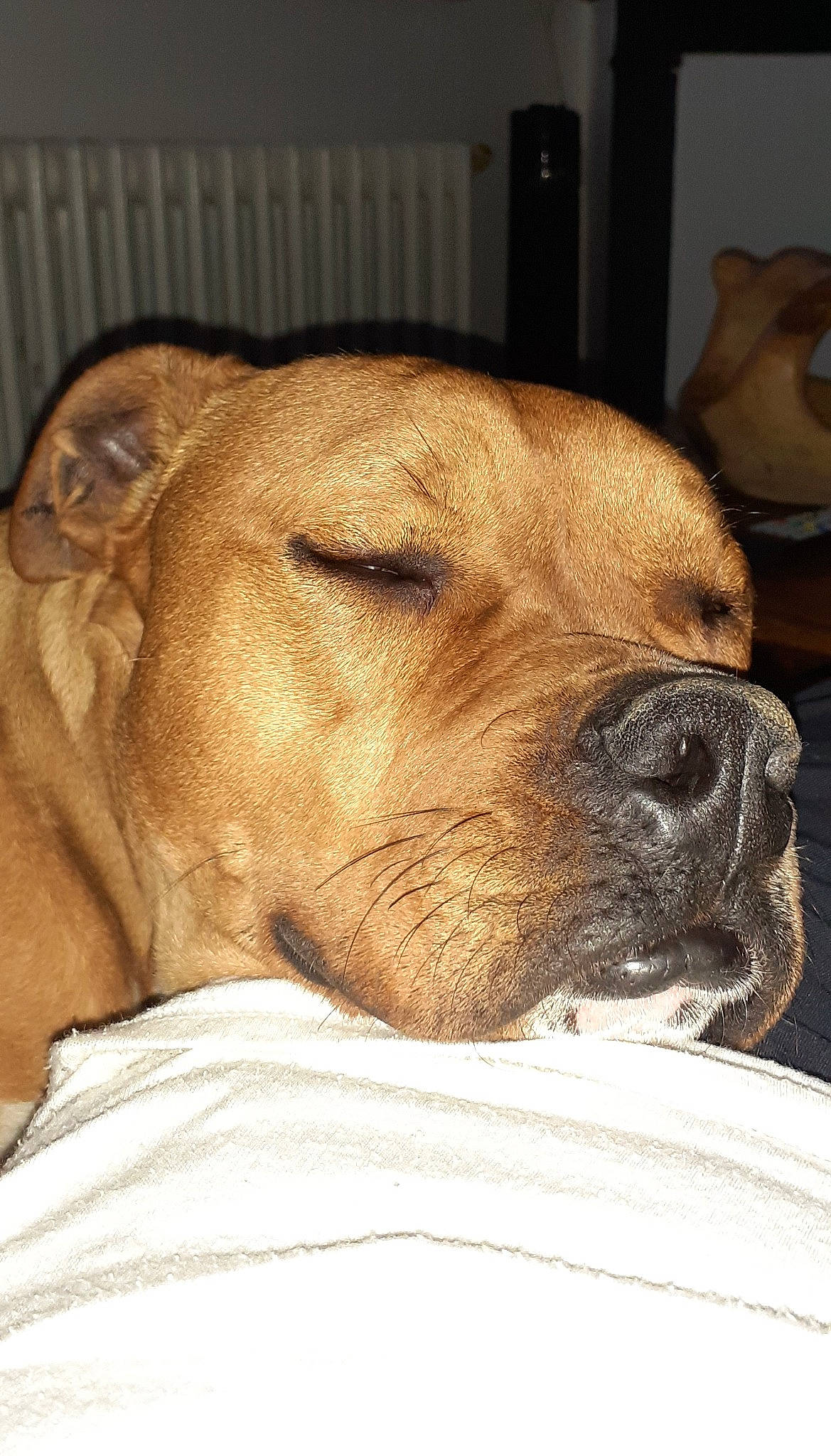 Tango a rejoint le concours — aidez-le/la à gagner de superbes lots ! canidae, carnivore, collar, comfort, companion_dog, dog, dog_breed, dog_collar, ear, fawn, fur, liver, nap, pet_supply, snout, sporting_group, terrestrial_animal, whiskers, working_animal, wrinkle