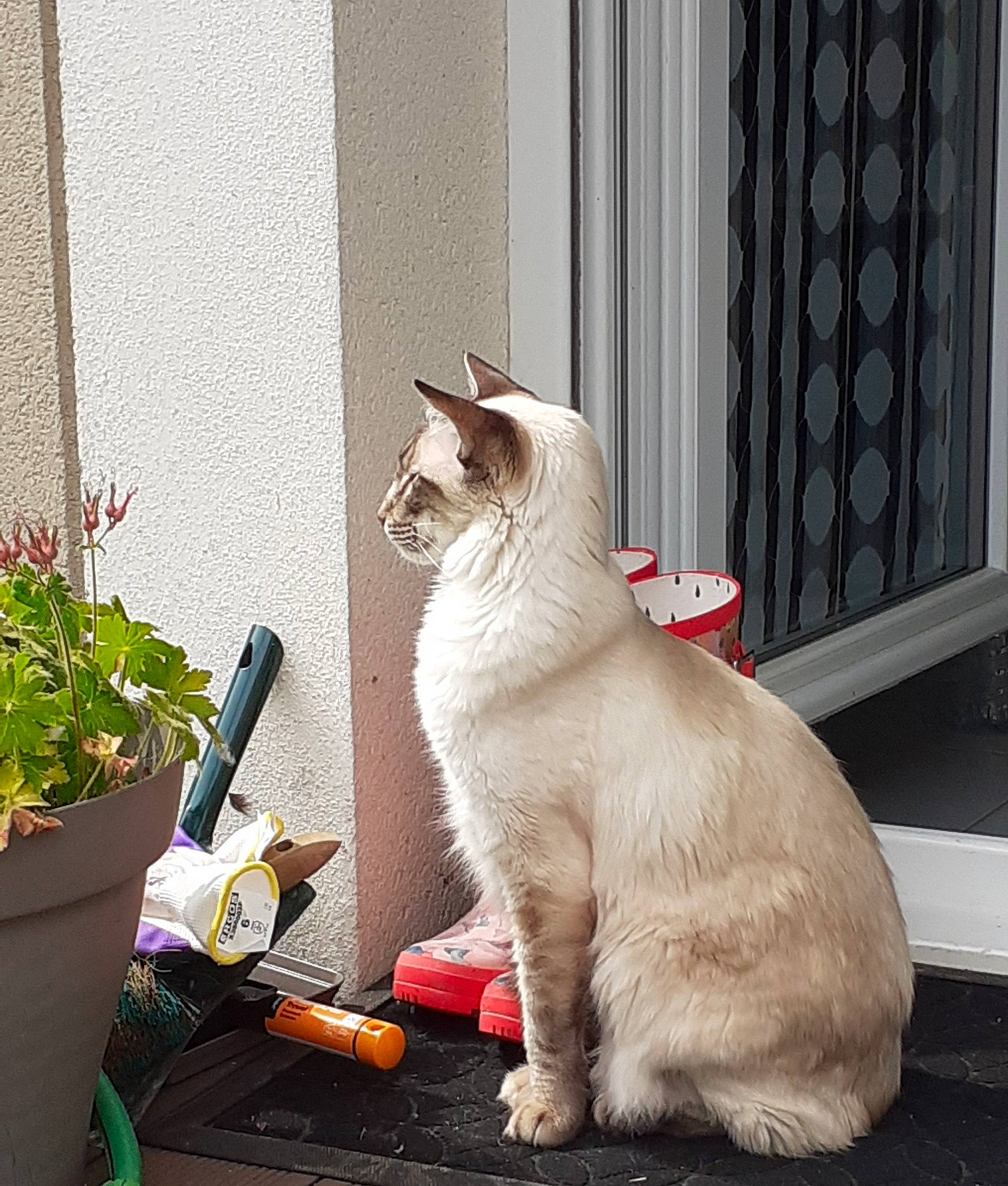 Hogan a rejoint le concours — aidez-le/la à gagner de superbes lots ! balinese, carnivore, cat, claw, domestic_short_haired_cat, fawn, felidae, flowerpot, fur, herb, houseplant, paw, photo_caption, plant, sitting, small_to_medium_sized_cats, snout, tail, whiskers, window