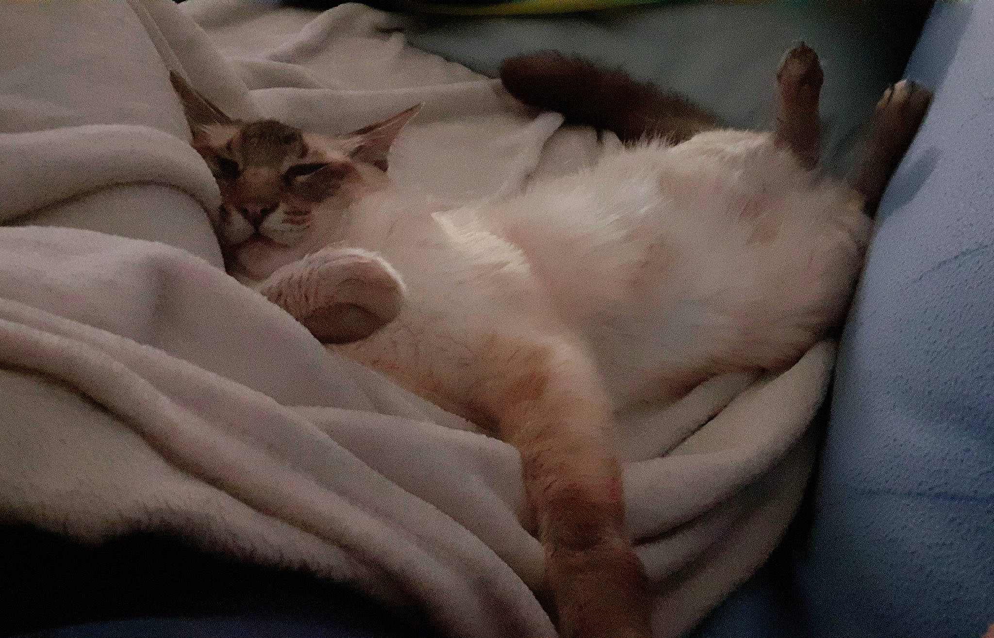 Hogan participe au concours pour gagner de l'argent avec cette photo : bedding, canidae, carnivore, cat, comfort, companion_dog, dog_breed, domestic_short_haired_cat, duvet, fawn, felidae, fur, linens, nap, paw, small_to_medium_sized_cats, snout, tail, terrestrial_animal, whiskers