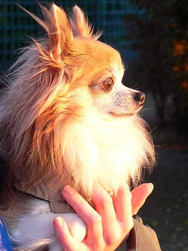 Hindi a rejoint le concours — aidez-le/la à gagner de superbes lots ! canidae, carnivore, companion_dog, corgi_chihuahua, dog, dog_breed, dog_supply, ear, fawn, fur, german_spitz, gesture, head, snout, sporting_group, terrestrial_animal, toy_dog, volpino_italiano, whiskers